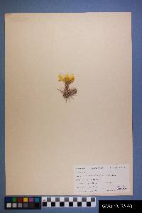 Opuntia fragilis image